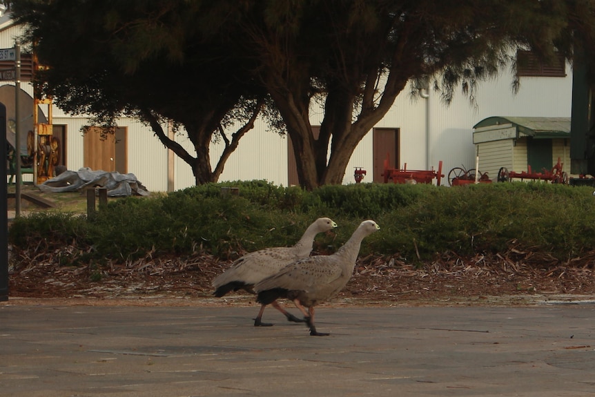 The two geese walk on the footpath in Esperance, pictured from side on.