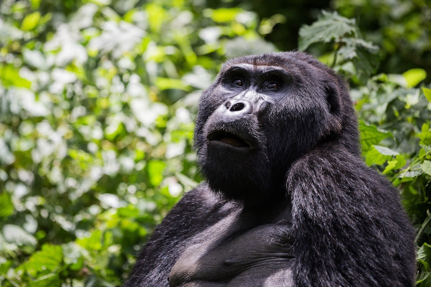 A gorilla in dense, green jungle looks up to the sky.