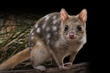 Photo of spotted quoll with black background