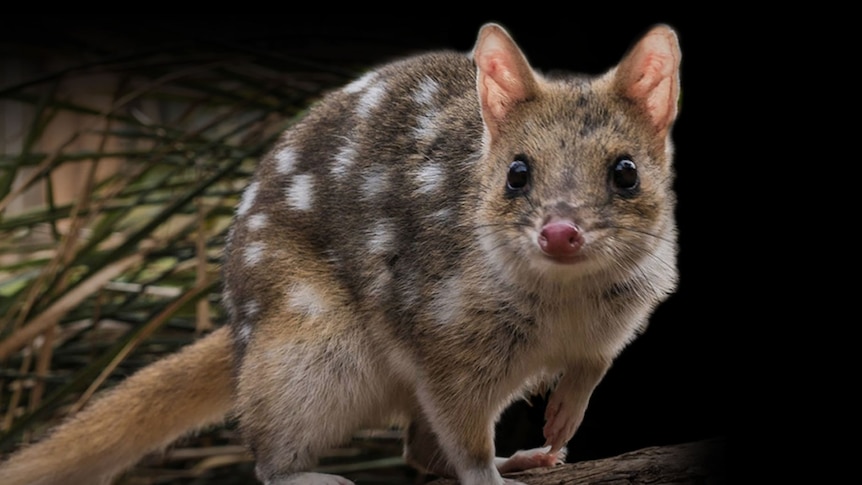 Photo of spotted quoll with black background