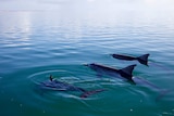 Three dolphins swim together in a very calm, blue ocean.