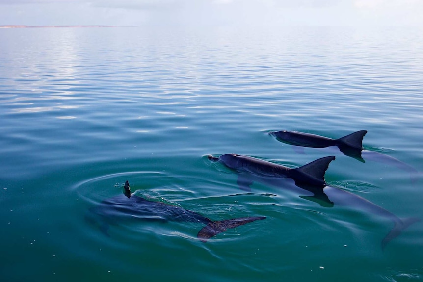 Three dolphins swim together in a very calm, blue ocean.
