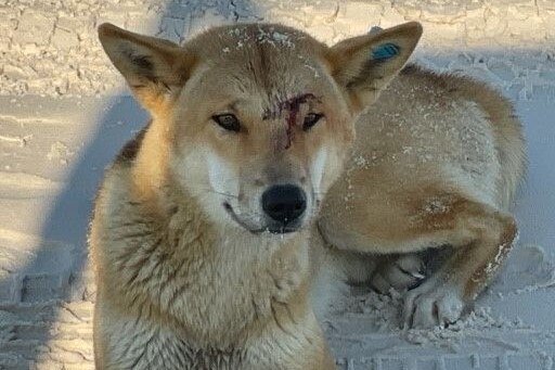 A dingo lying on a beach. He has a wound near his eye.