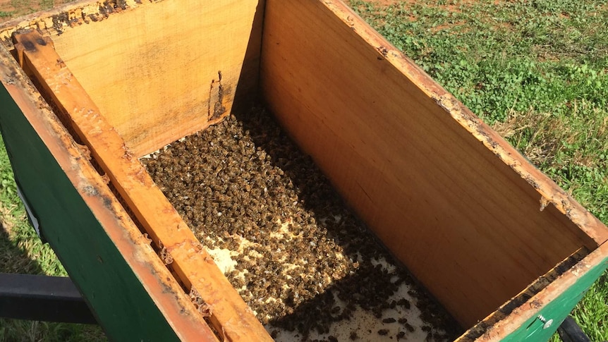 A box with many dead bees in the bottom of it.