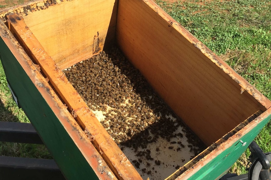 A box with many dead bees in the bottom of it.