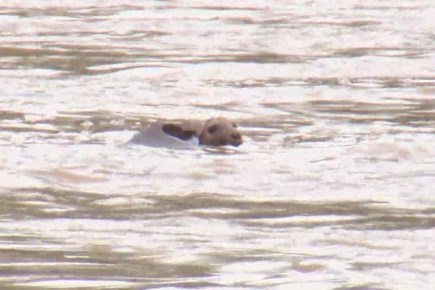 A wallaby swims with its head above brown flood waters.