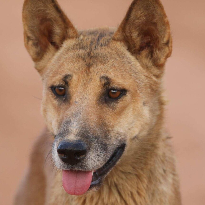 A close-up shot of a dingo.