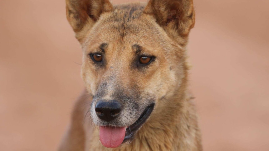 A close-up shot of a dingo.