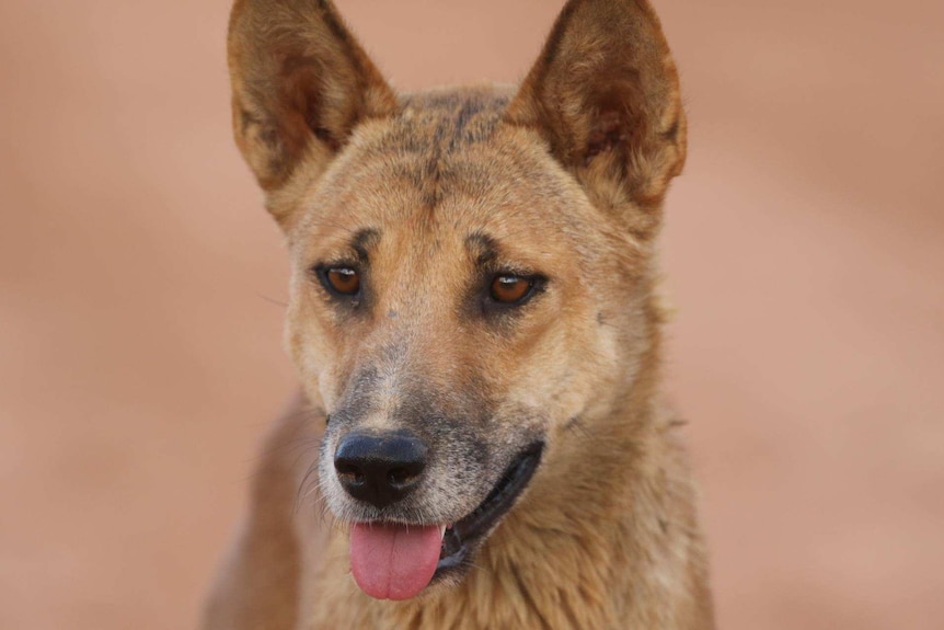 A close-up shot of a dingo.