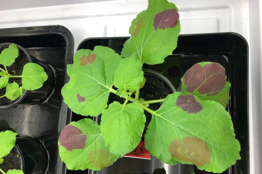 A small green plant with pink and orange spots on the leaves.