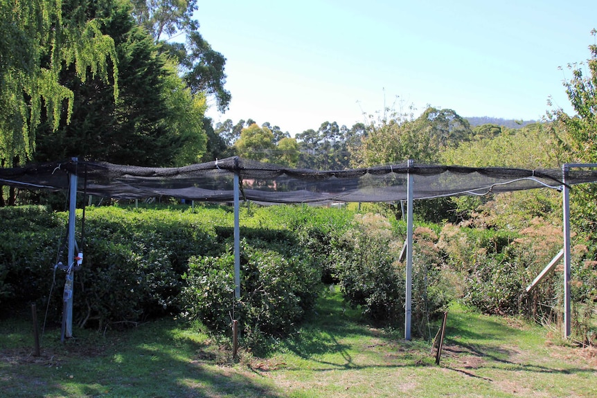 Tea plants under a shade cloth