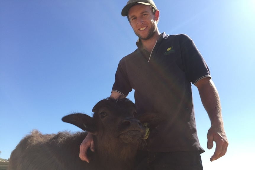 man with buffalo calf