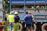 Cattle loose after collision in Darwin