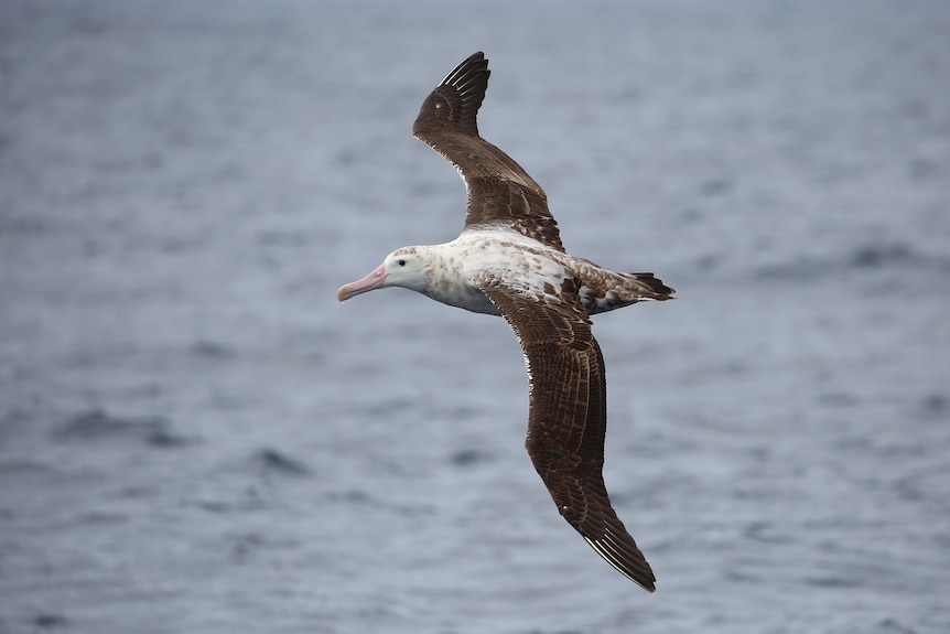 a wandering albatross flies through the air