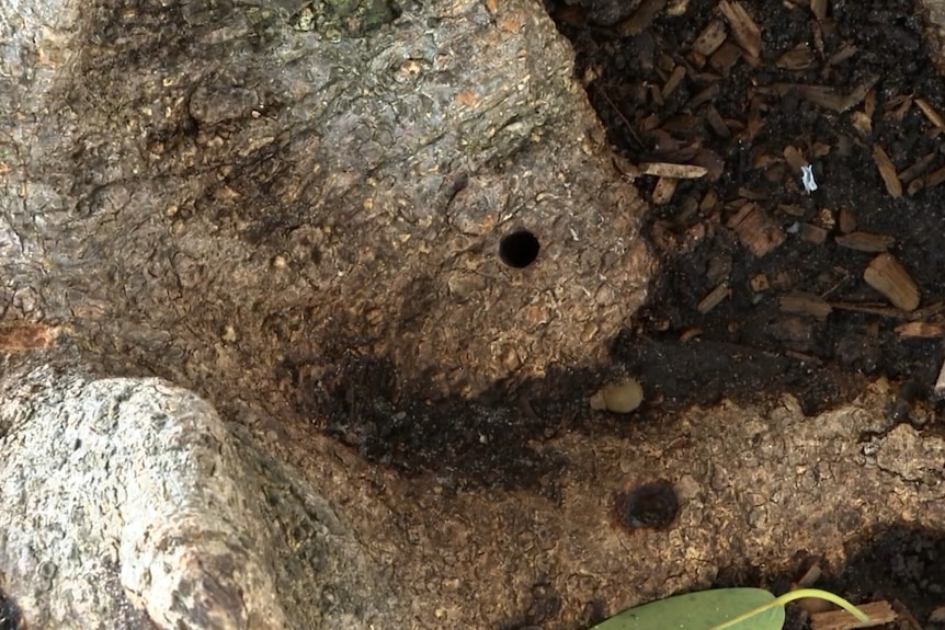 Holes drilled in the roots of a large tree.
