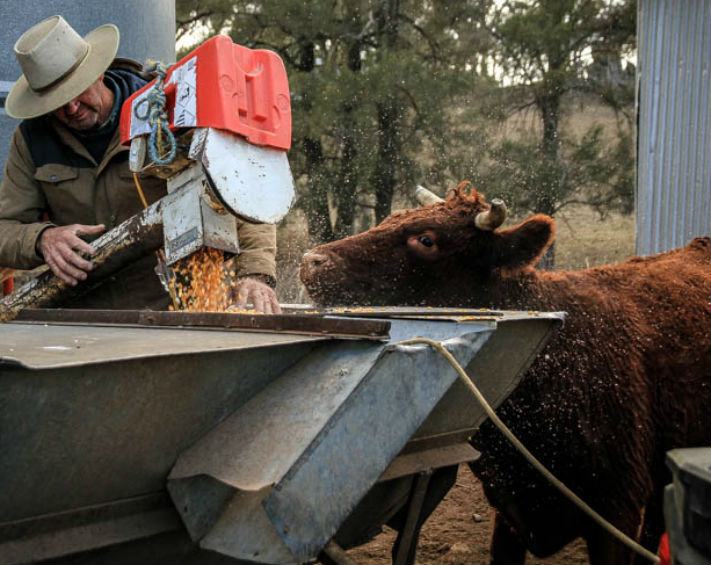 Tony Knight feeding cattle