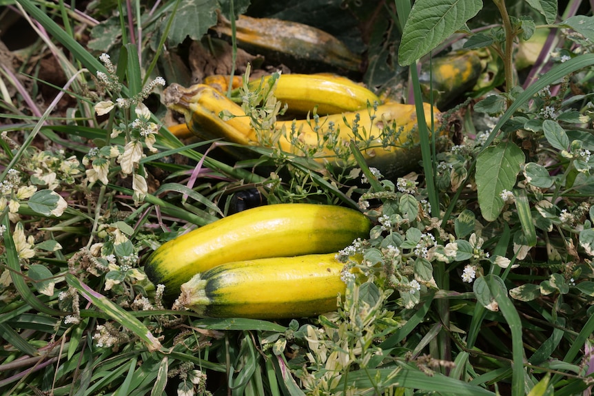 A patch of zucchinis in a field.