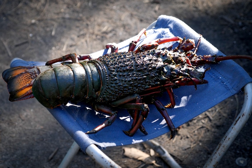 Live lobster sitting on a camp chair.