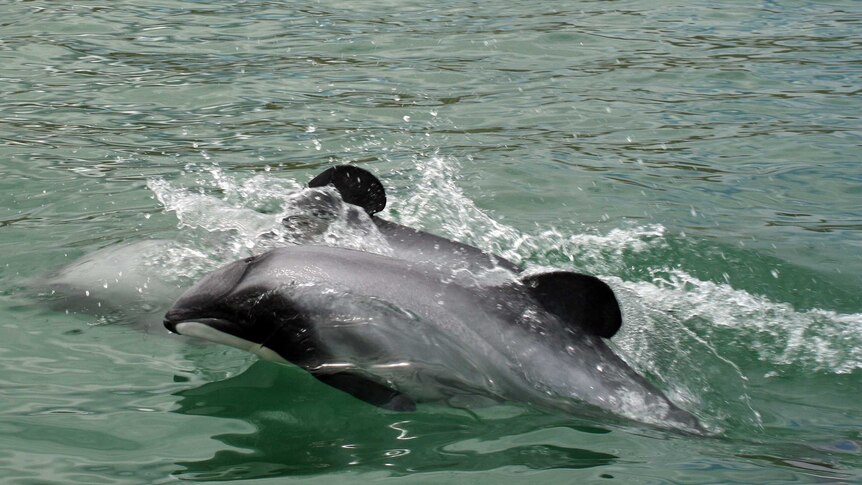 Scientists demand New Zealand save "hobbit of the sea"