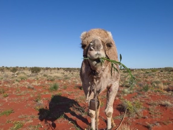 A camel eating a green weed