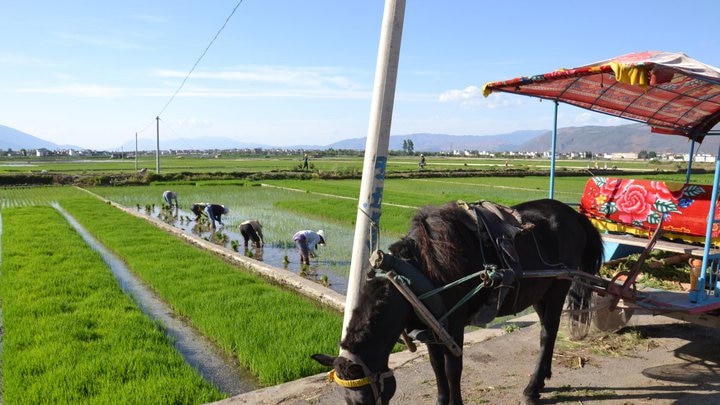 Chinese rice fields