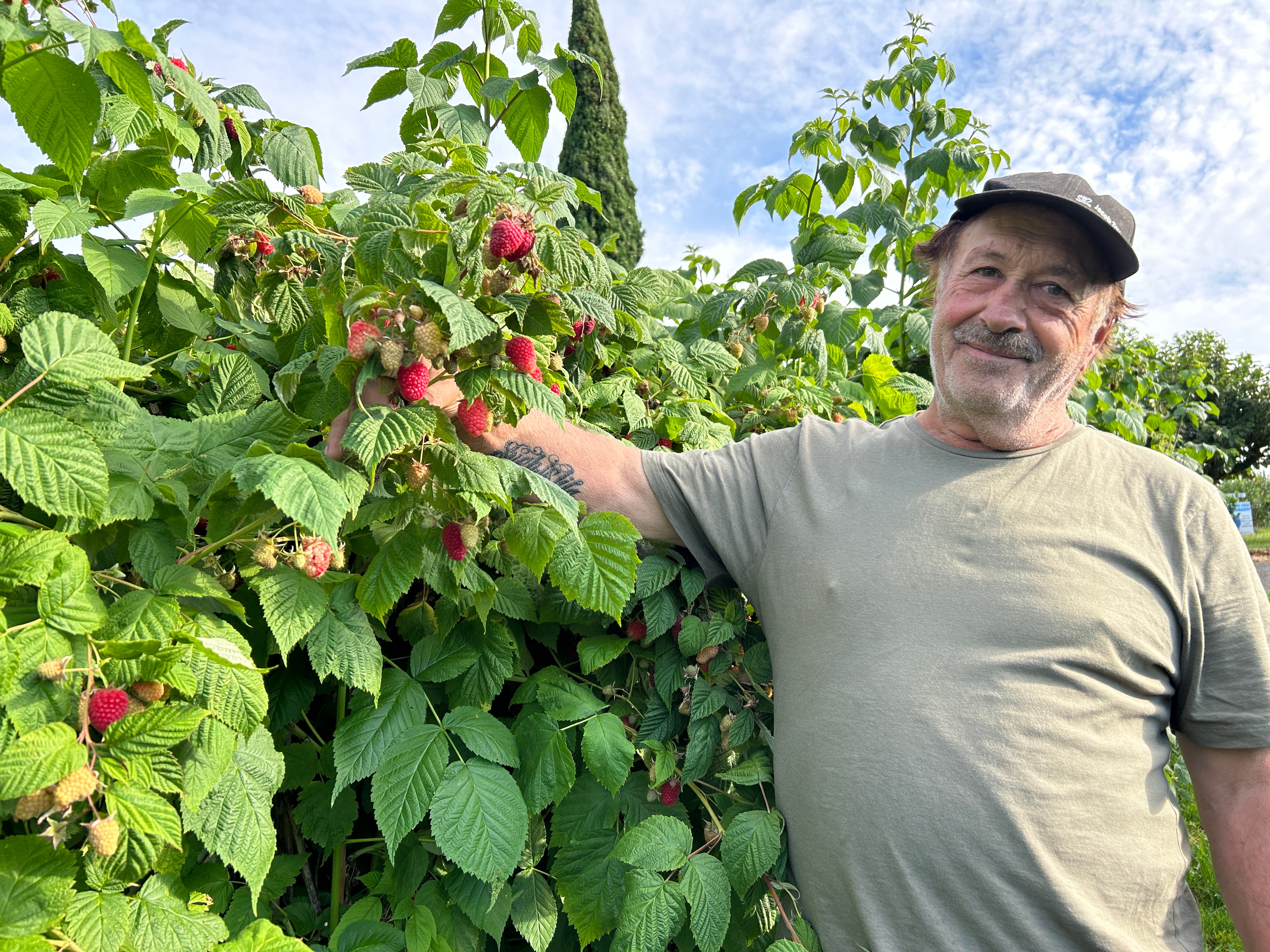 A middle-aged man stands outside on a sunny day, holding a raspberry plant during picking season.