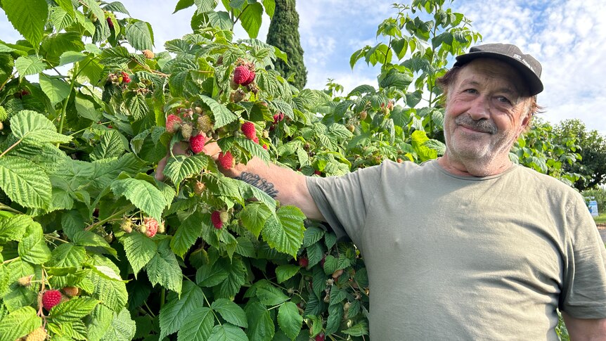 A middle-aged man stands outside on a sunny day, holding a raspberry plant during picking season.
