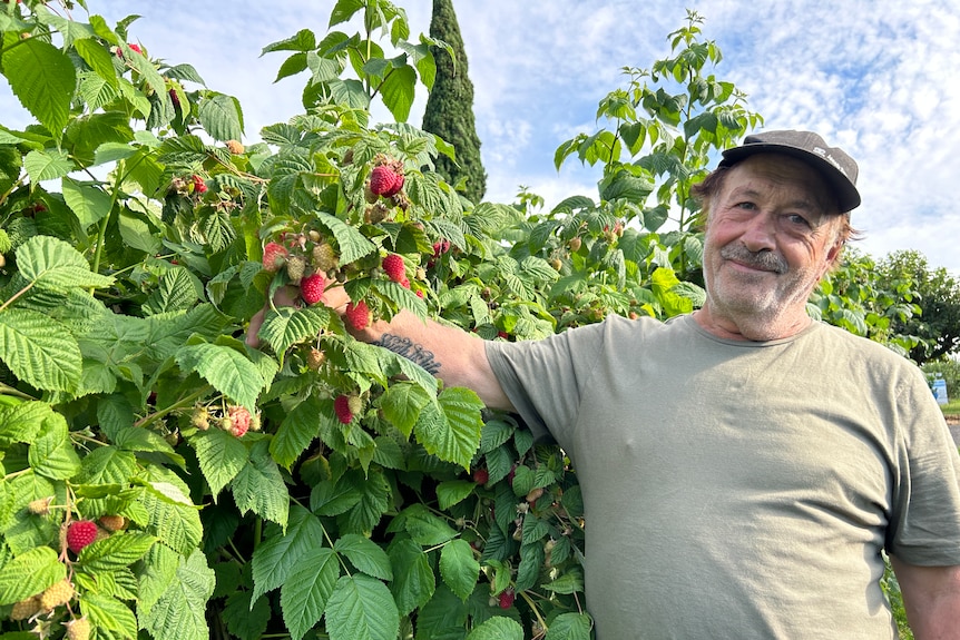 A middle-aged man stands outside on a sunny day, holding a raspberry plant during picking season.