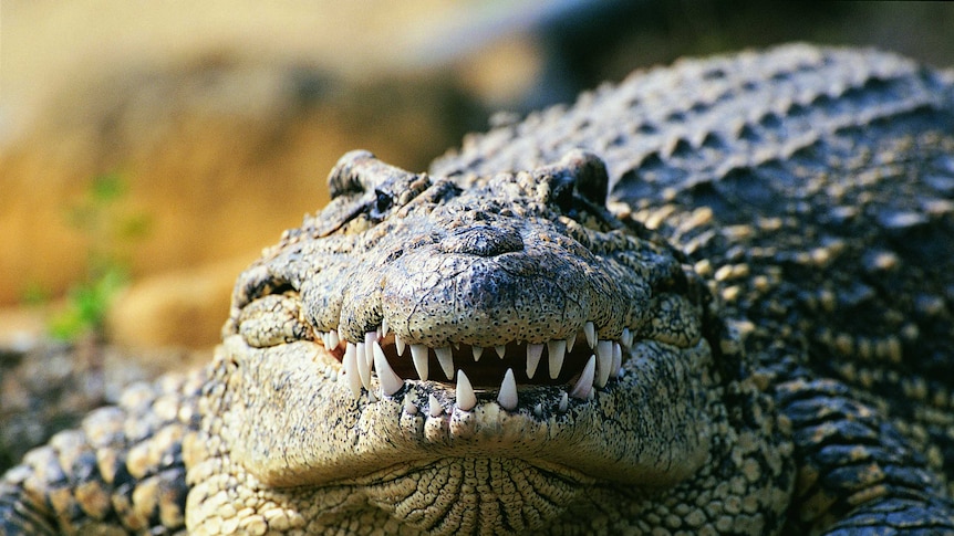 Crocodile