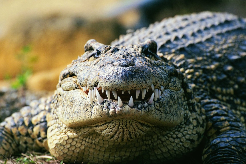 Crocodile