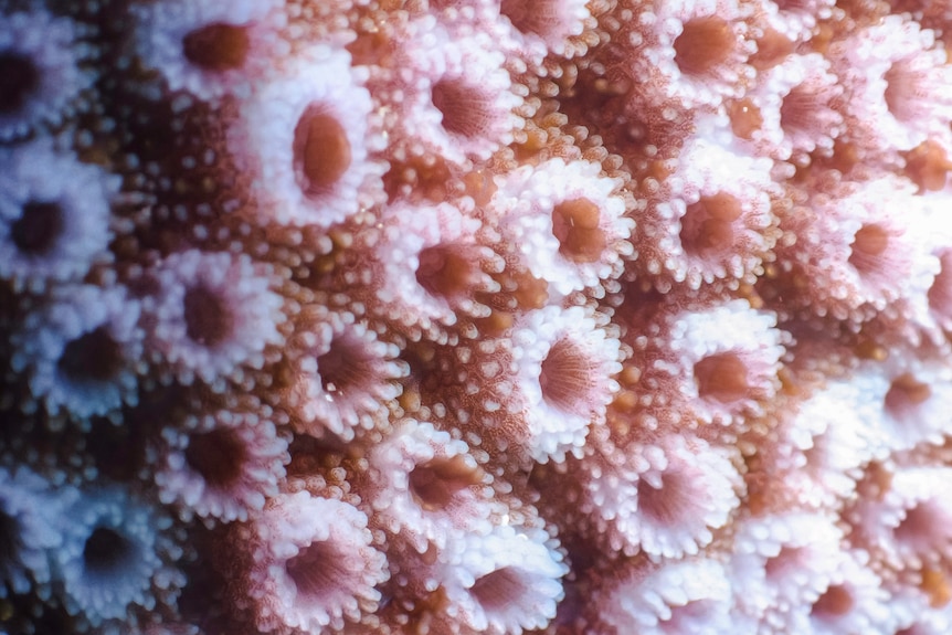 A close-up shot of a coral which has lots of holes formed by little coral pieces.