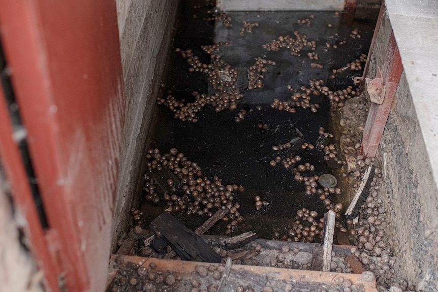 Potatoes float in a flooded basement of Olga Lehan's house.