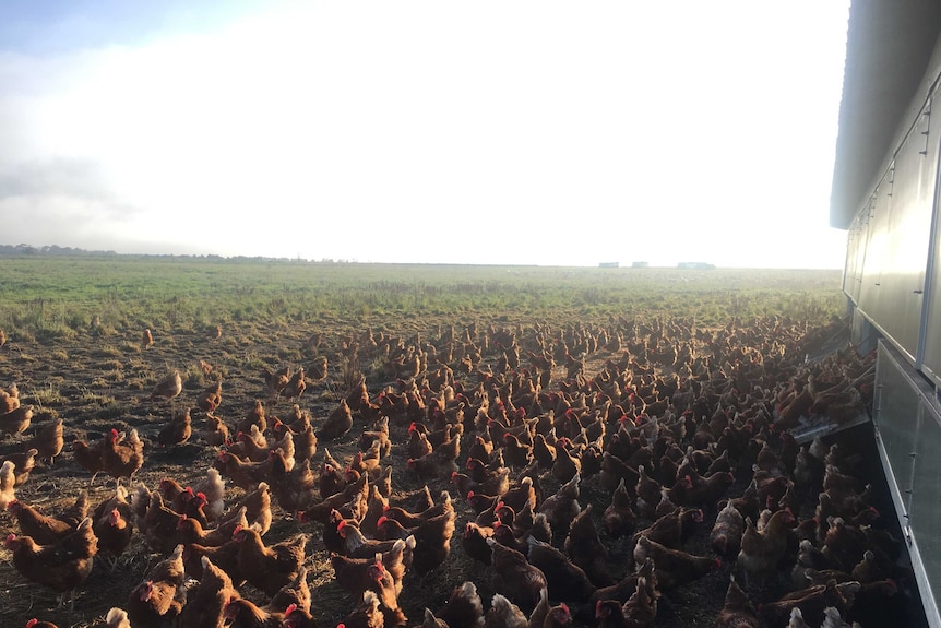 Hundreds of brown chickens move out of a large metal shed onto green pastures.