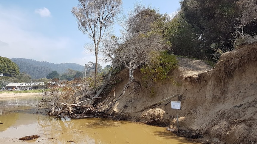An eroded sand dune on the right hand side with native trees collapsing and falling into murky brown water