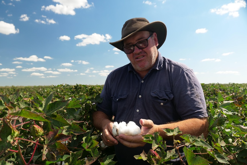 A cotton grower is standing in a paddock and holding some cotton.