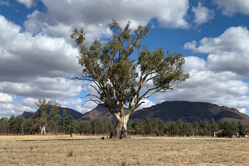 river red gum flinders ranges