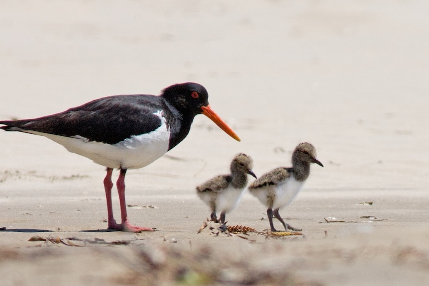 Pied oystercatcher, with chicks, on Pelican Island