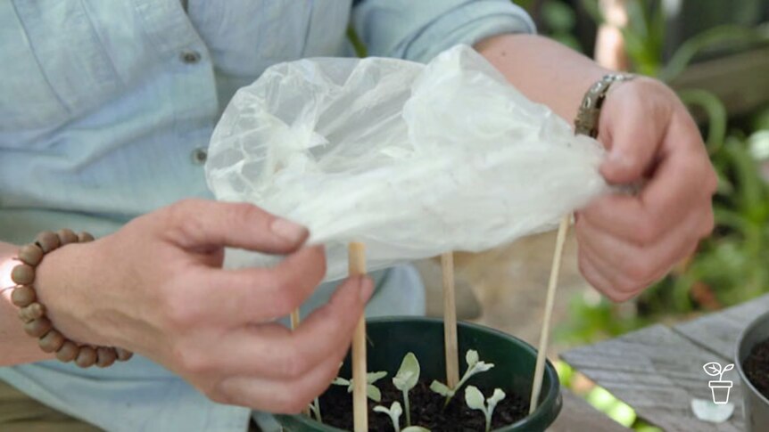 Plastic bag being placed over seedling in pot