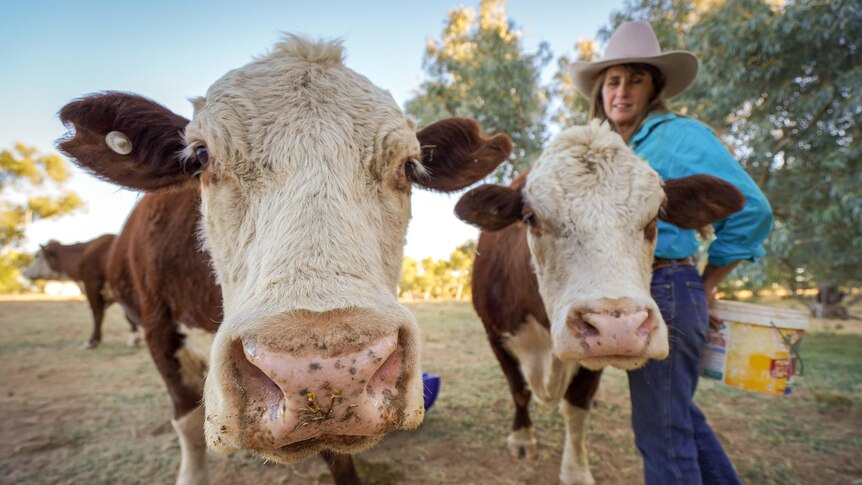 Two cows look into the camera, a woman in a big hat stands in the background. 