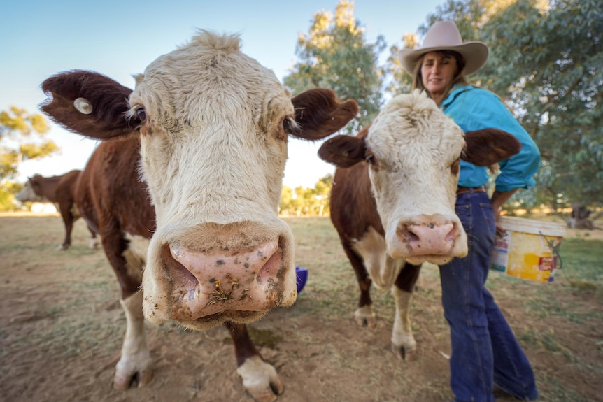 Two cows look into the camera, a woman in a big hat stands in the background. 