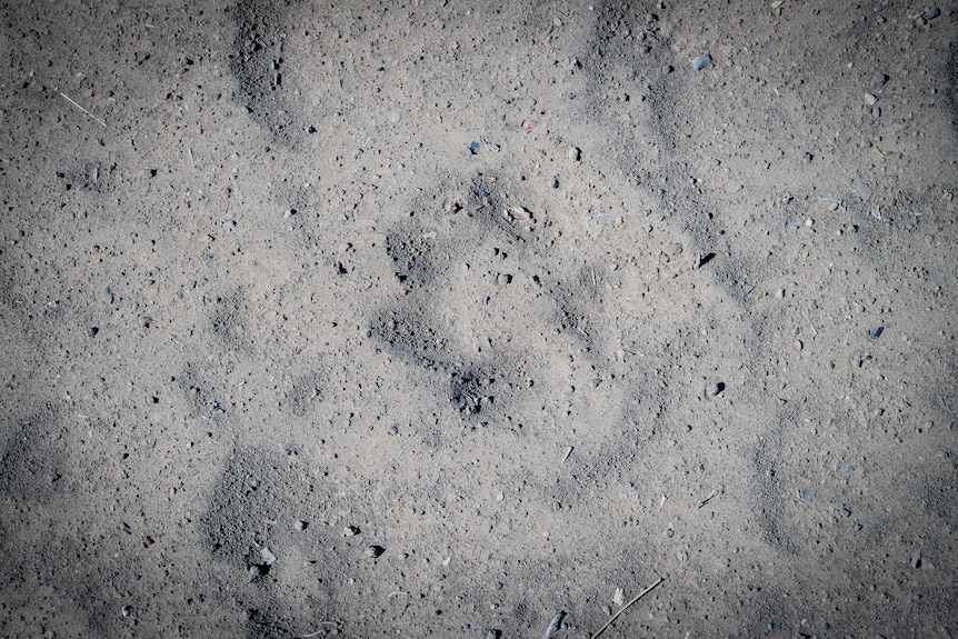 A close-up photo of what looks like a dingo's paw print in the earth.