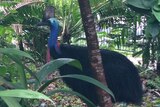 Cassowary in forest near Mission Beach in north Queensland in March 2014