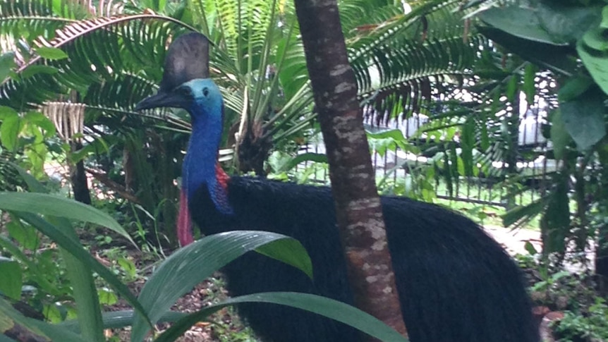 Cassowary in forest near Mission Beach in north Queensland in March 2014