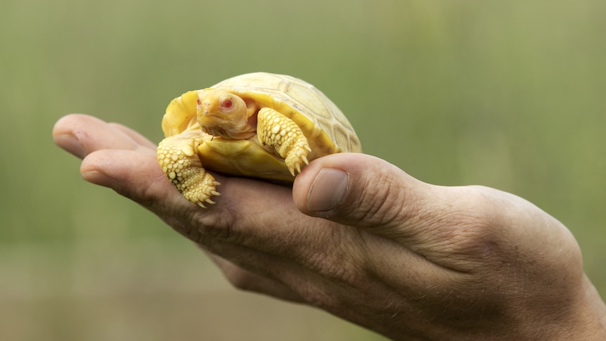 an albino baby Galapagos tortoise is held in a human hand with a blurry green background