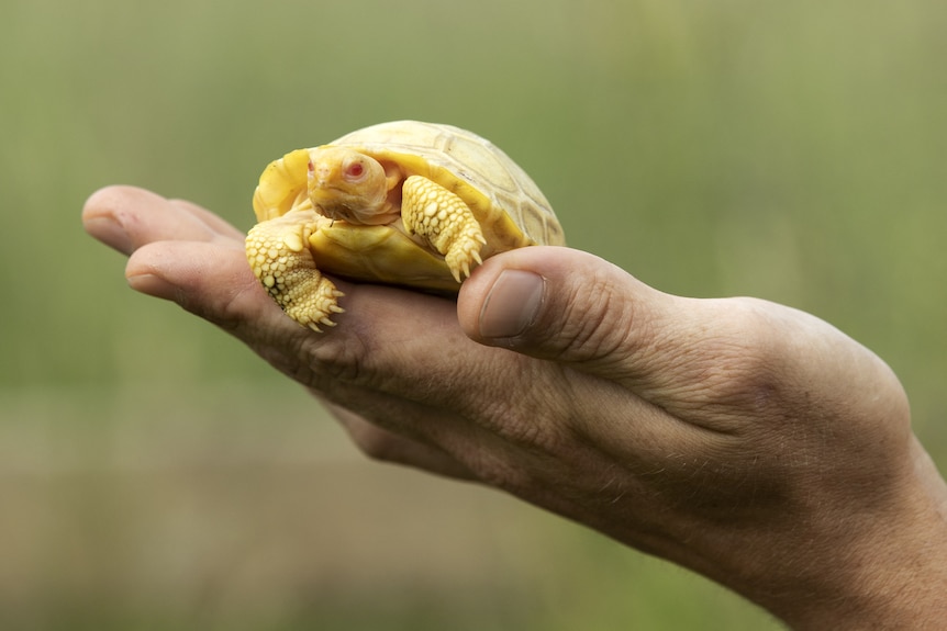 an albino baby Galapagos tortoise is held in a human hand with a blurry green background