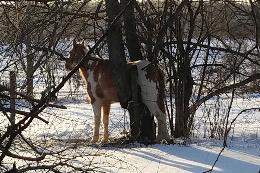 A horse wedged in a tree trunk in the snow