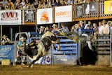 A kicking bull throws a man into the air at a rodeo.