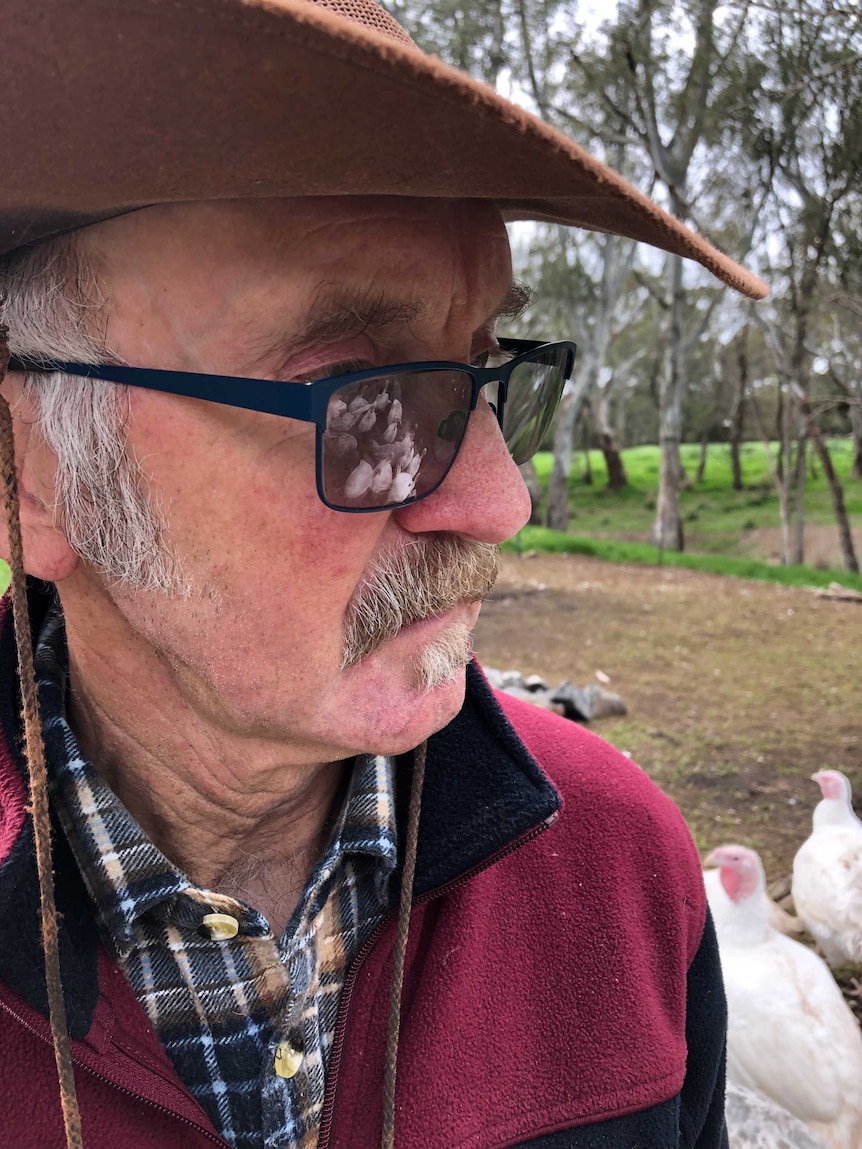 A man, wearing a hat and sunglasses, looks at his flock of turkeys in a paddock