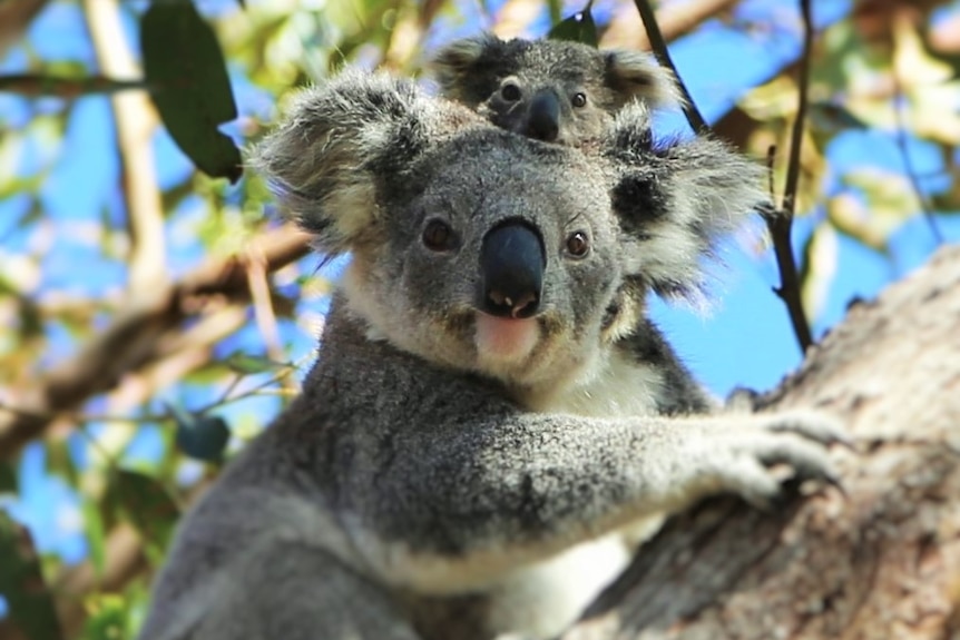 A koala and its joey in a tree.
