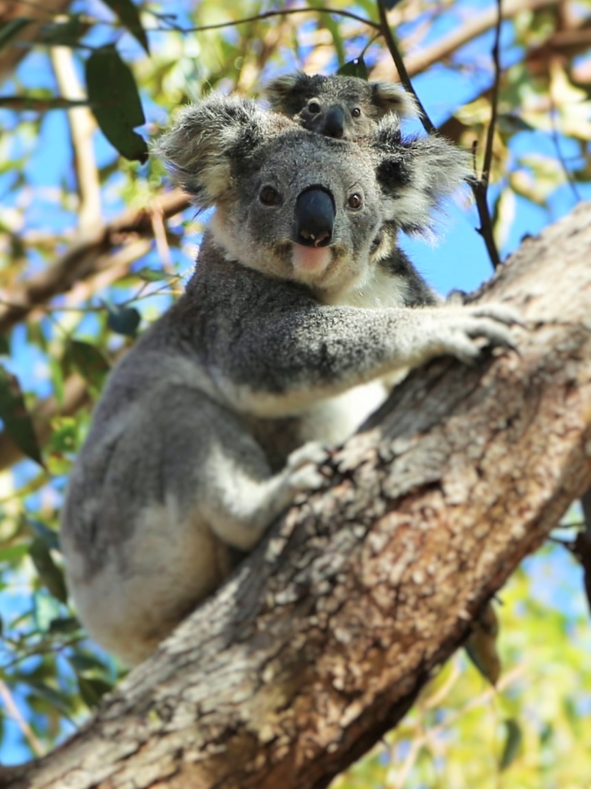 Baby koala peeks over top of mum's head